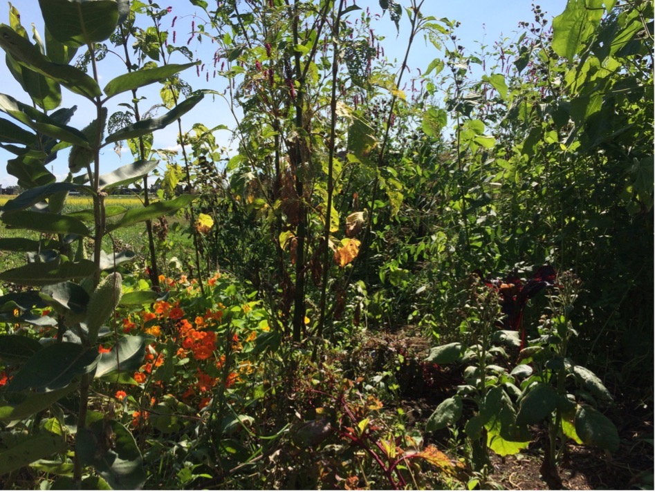A picture containing tree, outdoor, flower, plant
          Description automatically generated
