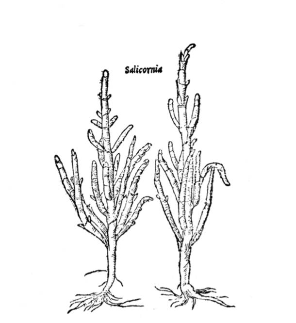 A drawing of a tree Description automatically generated
        with low confidence