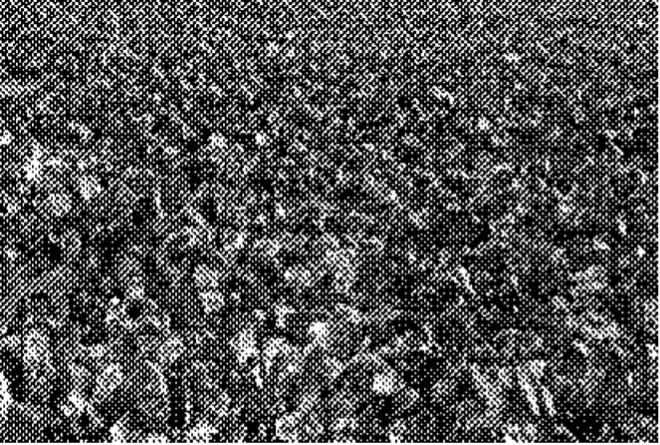 Background pattern Description automatically generated